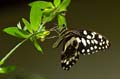 093 Afrikanischer Schwalbenschwanz - Papilio demedocus